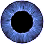 The iris