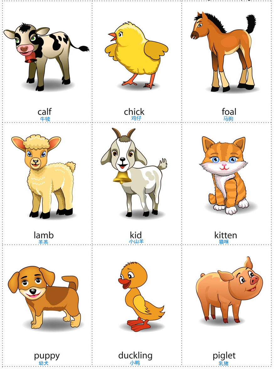 animal baby 1