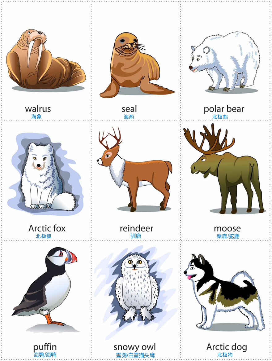 arctic animal