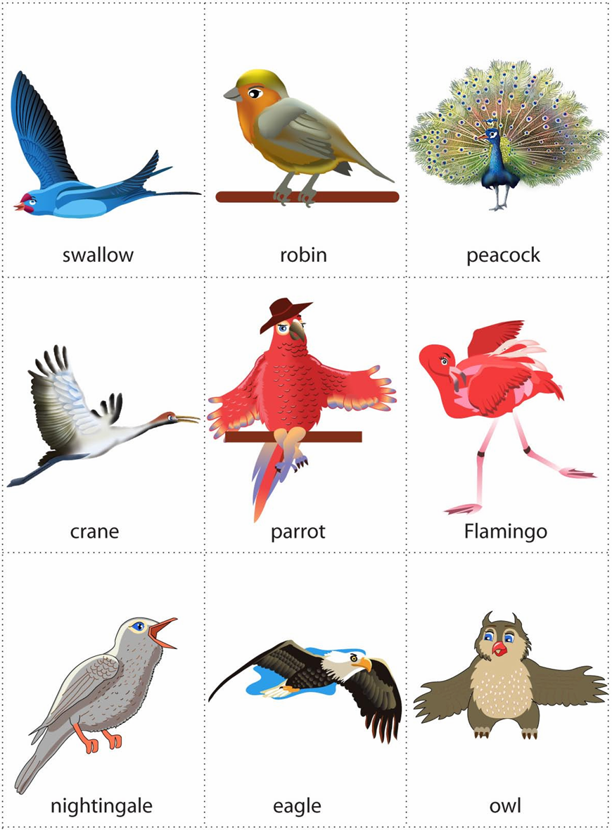 birds1